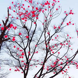 09. 빨간꽃을 피운 나무