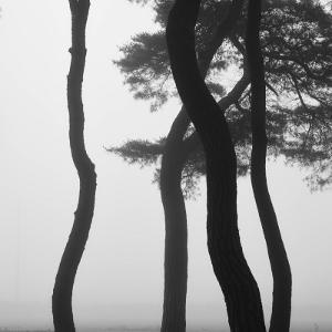 77. 임한리, 보은 2019