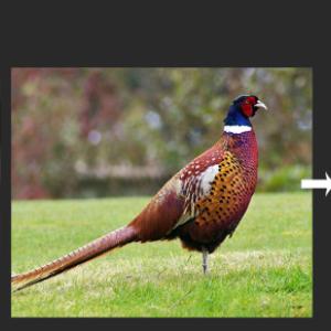 꿩 대신 닭(설날 속담)